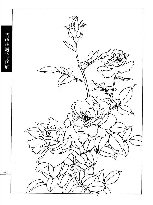工笔画线描花卉画谱(月季篇)