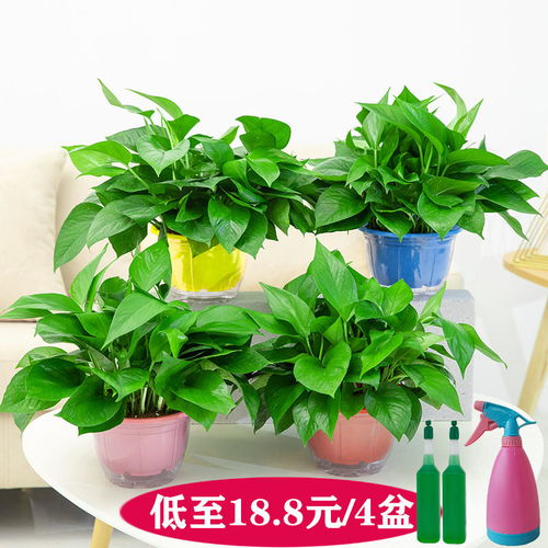 精品绿萝绿植花卉新房吸甲醛植物长藤大盆景客厅室内四季盆栽花苗